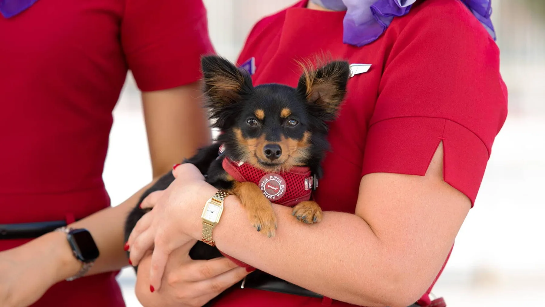 Virgin Australia Pets in Cabin flights launch from Adelaide on 23 June 2026