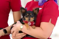 Virgin Australia Pets in Cabin flights launch from Adelaide on 23 June 2026