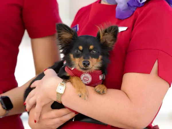 Virgin Australia Pets in Cabin flights launch from Adelaide on 23 June 2026