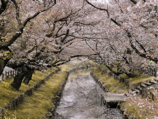 Hainan Airlines: Melbourne/Sydney to Tokyo from $559 Return, Osaka from $628 Return, 2x23kg Bags - from Sydney promotional image