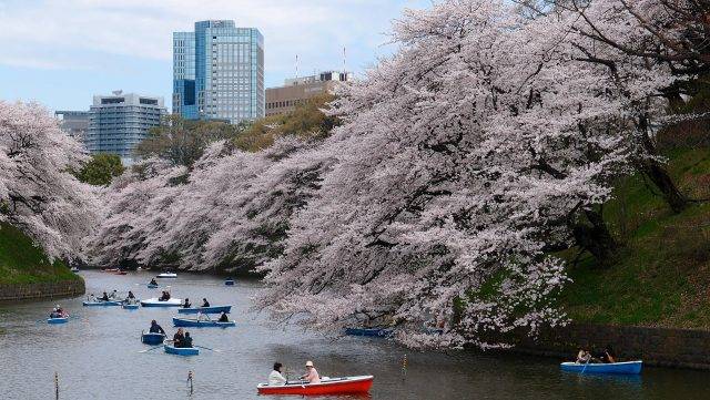Cherry Blossom, Tokyo, Japan