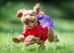 A dog in Virgin Australia colours