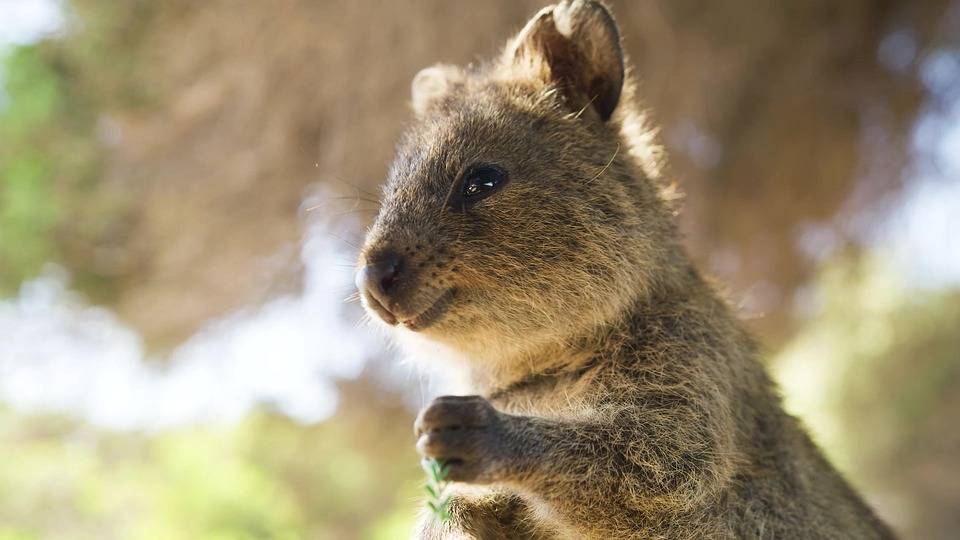 Quokka on Rottnest Island, off the coast of Perth, Western Australia