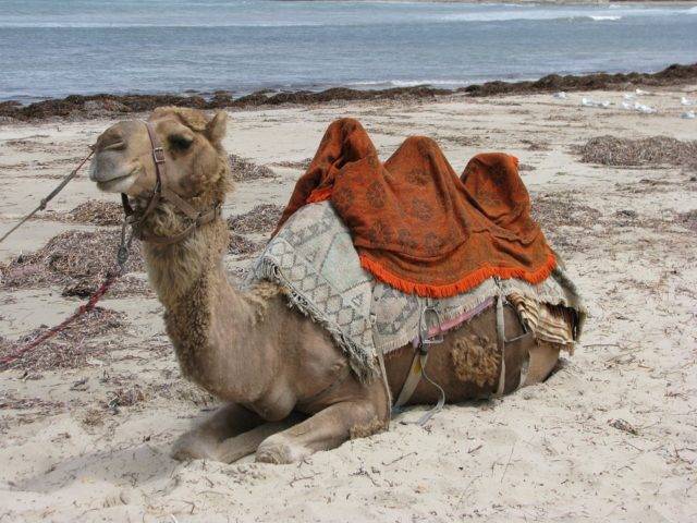 Camel, Western Australia