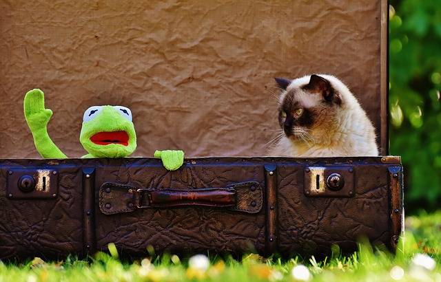Kermit and cat two friends travelling