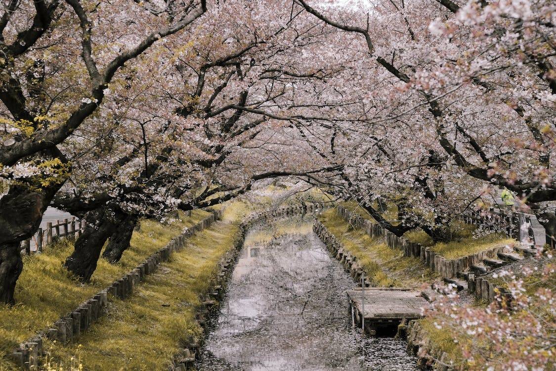 Sakura / Cherry Blossom Season in Japan